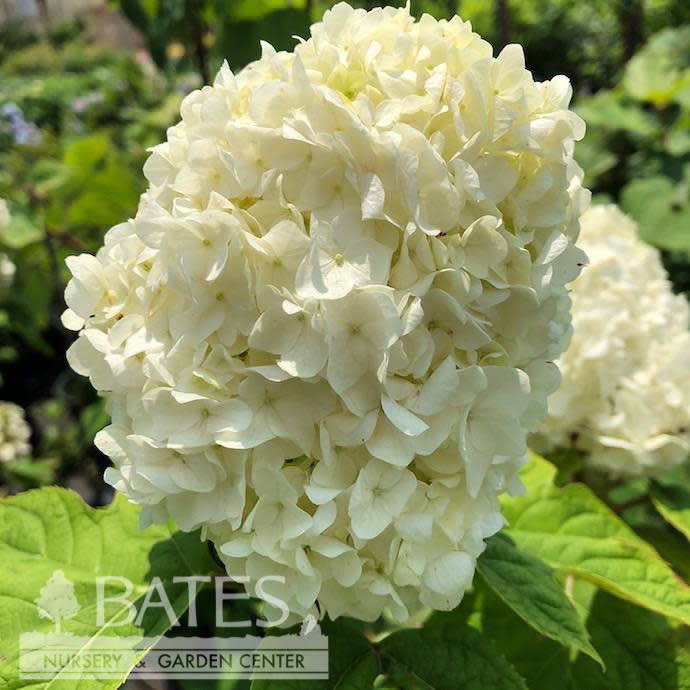 #3 Hydrangea quer PW Gatsby Moon/ White to Green Oakleaf Native (TN)