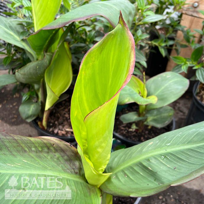 Tropical #1 Canna Pretoria (Bengal Tiger)/ Green Orange - No Warranty