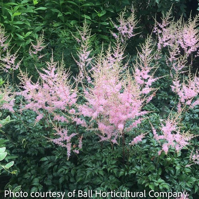 #1 Astilbe simp Hennie Graafland/ Dwarf Pink