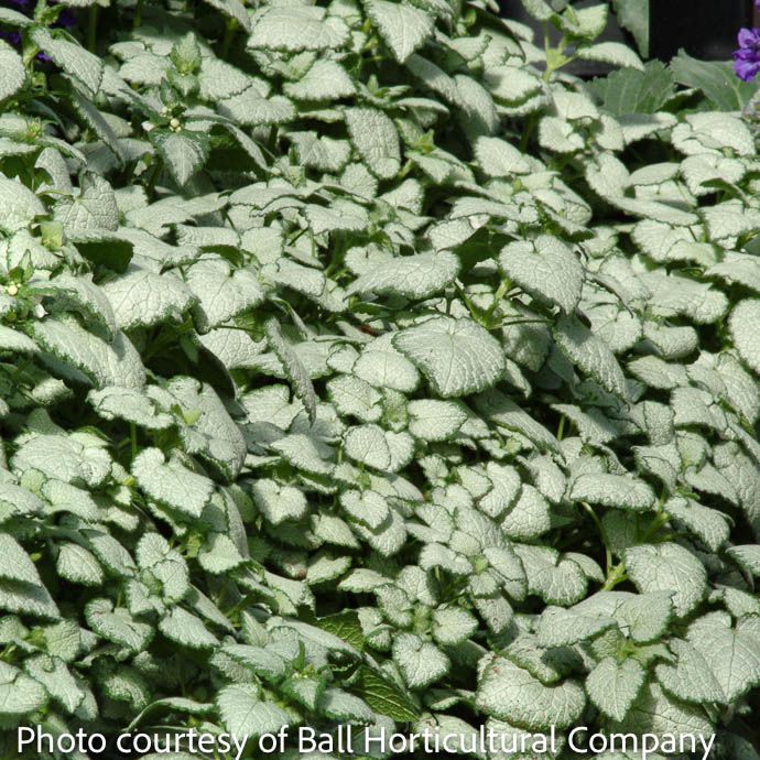 #1 Lamium mac White Nancy/ Spotted Dead Nettle