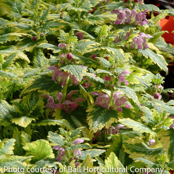 #1 Lamium mac Anne Greenaway/ Dead Nettle