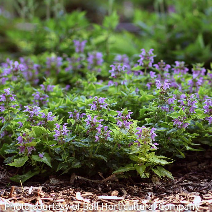 #1 Lamium mac Anne Greenaway/ Dead Nettle