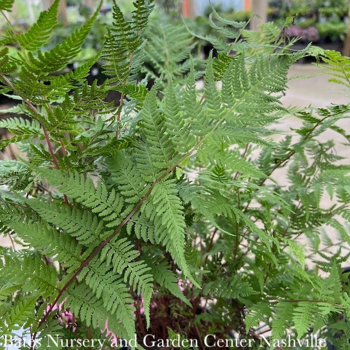 #1 Athyrium filix-fem Lady in Red/ Lady Fern Native (TN)