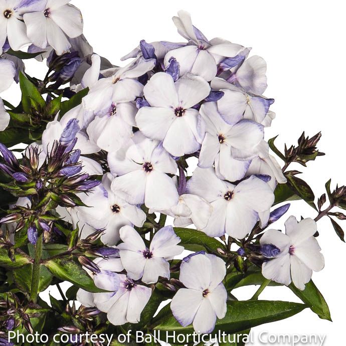 #1 Phlox pan Flame Blue/ Garden Native (TN)