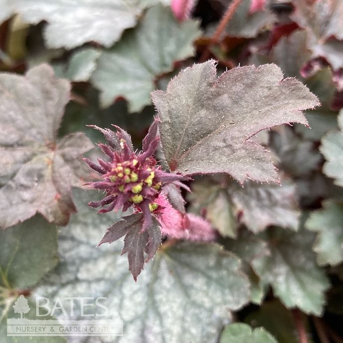 #1 Heuchera x Steel City/ Coral Bells