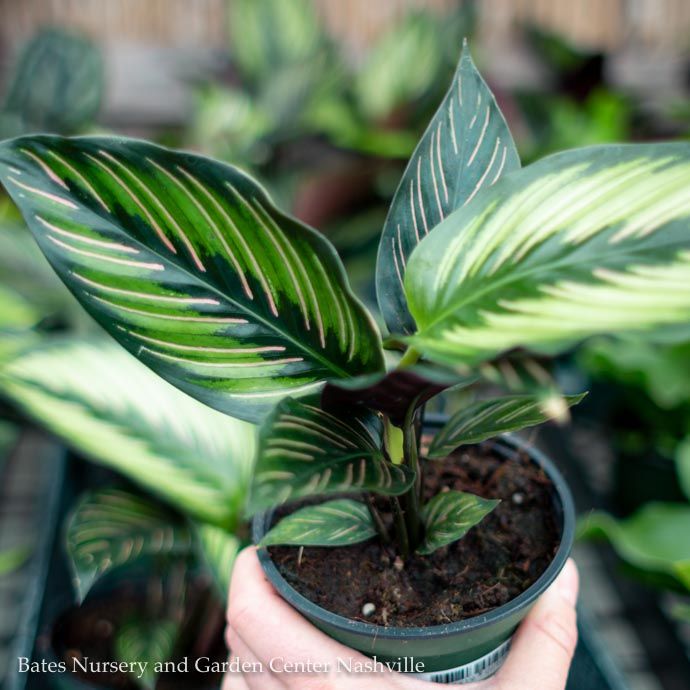 8p! Calathea Ornata /Tropical