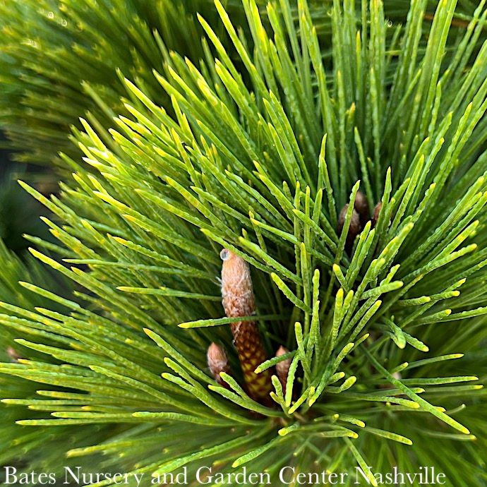 Topiary Oriental PomPon #10 Pinus thunbergii Thunderhead/ Japanese Black Pine Oriental PomPon