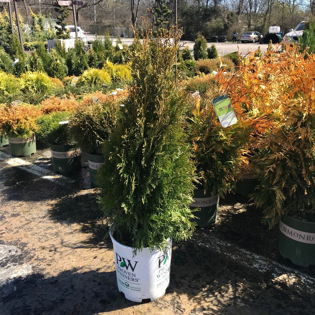 #2s Thuja occ PW North Pole/ Columnar Arborvitae