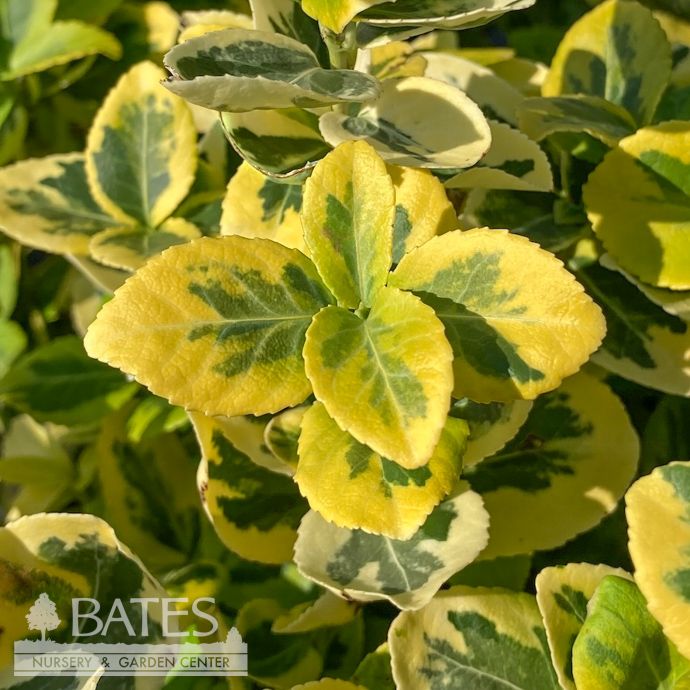 #1 Euonymus fort Sunrise/ Variegated Wintercreeper