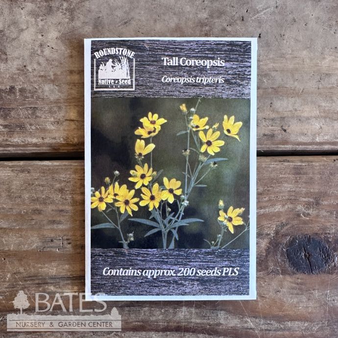 Seed Coreopsis tripteris/ Tall Coreopsis - Roundstone Native (TN)