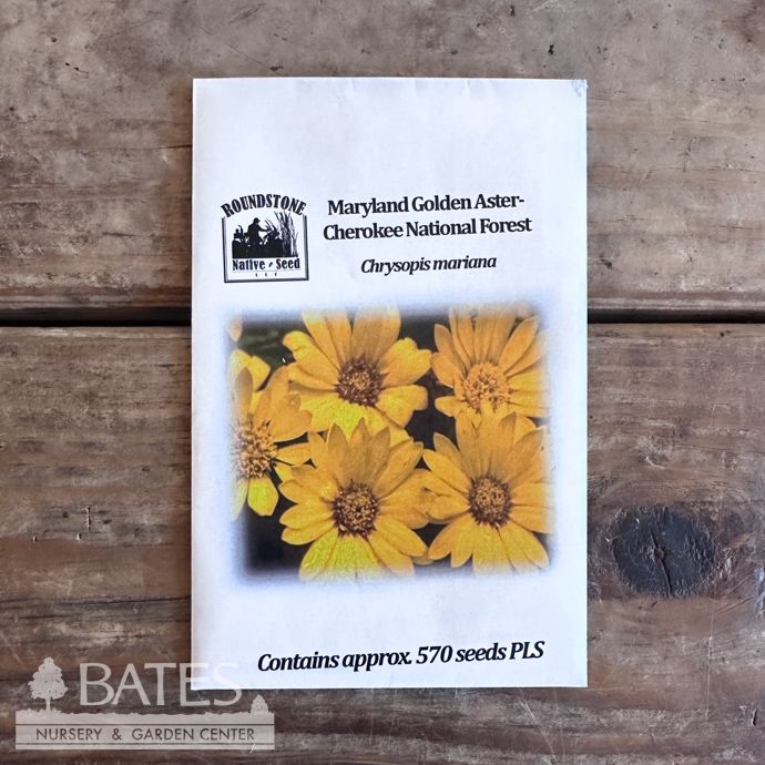 Seed Chrysopsis Mariana/ Maryland Golden Aster - Roundstone Native (TN)