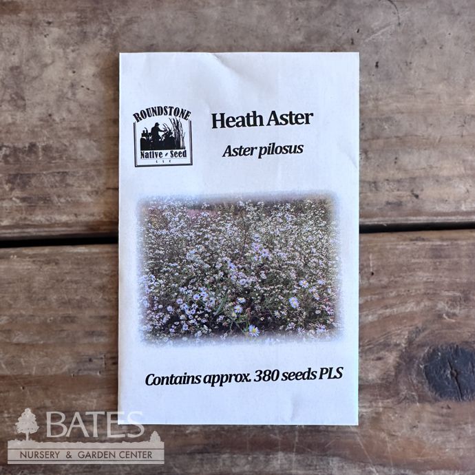 Seed Aster pilosis/ Heath Aster - Roundstone Native (TN)