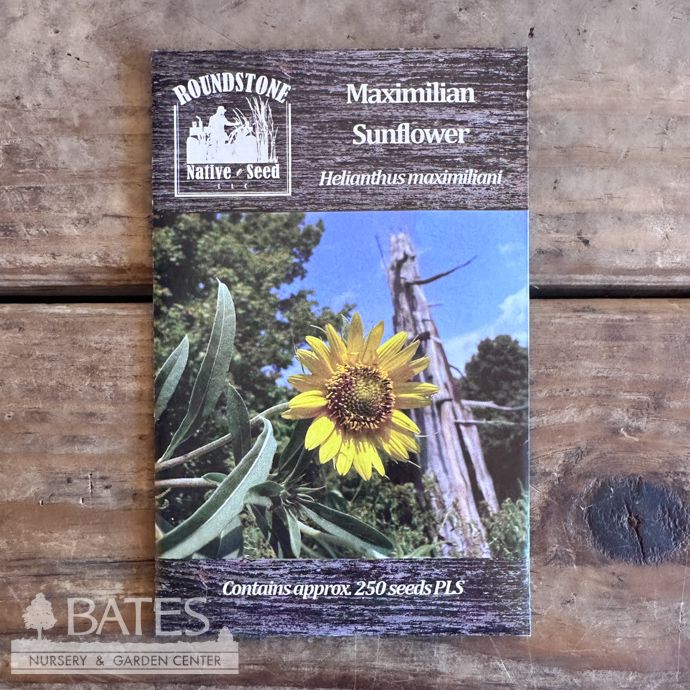 Seed Helianthus maximiliani/ Maximilian Sunflower - Roundstone Native (TN)