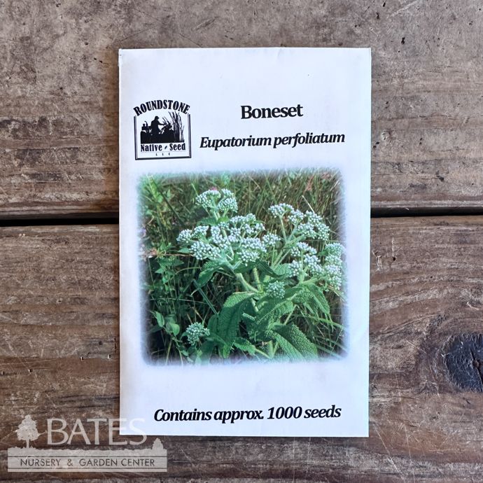 Seed Eutrochium (Eupatorium) perfoliatum/ Common Boneset - Roundstone Native (TN)