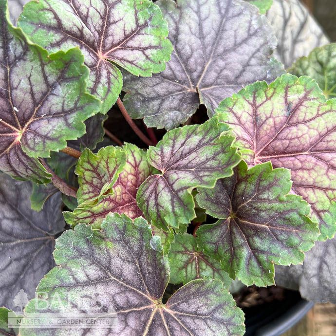 #1 Heuchera amer Green Spice/ Coral Bells Native (TN)