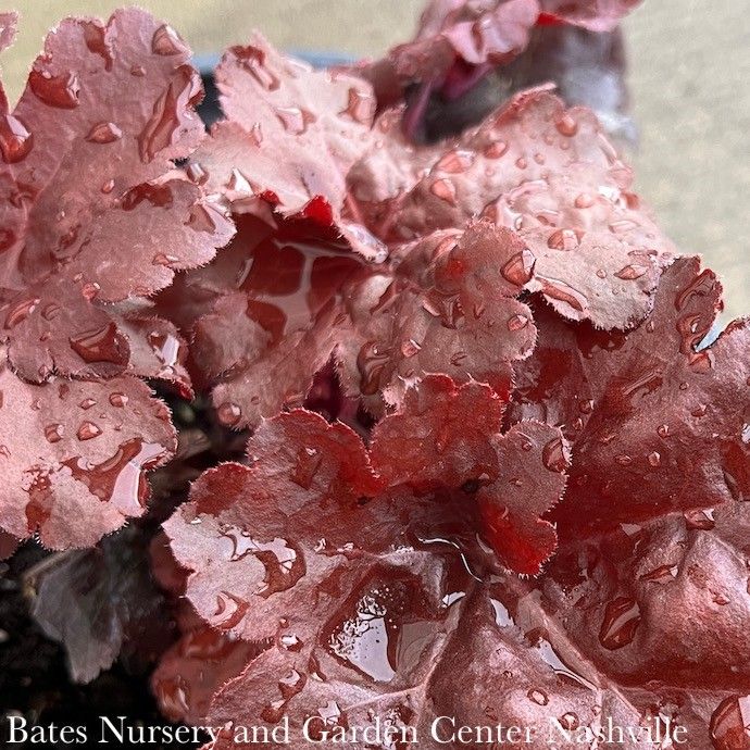#1 Heuchera x PW Primo &#39;Mahogany Monster&#39;/ Coral Bells
