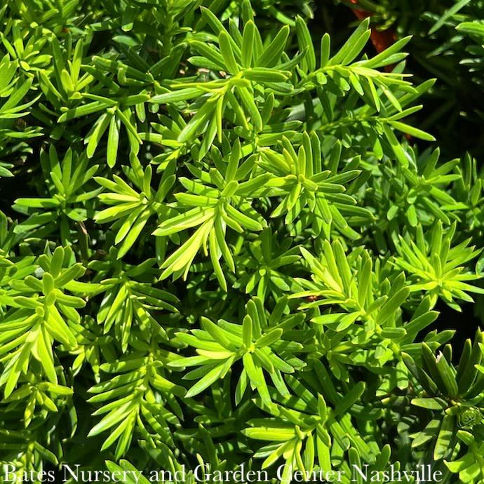 #7 Taxus x media Densiformis/ Dense Yew