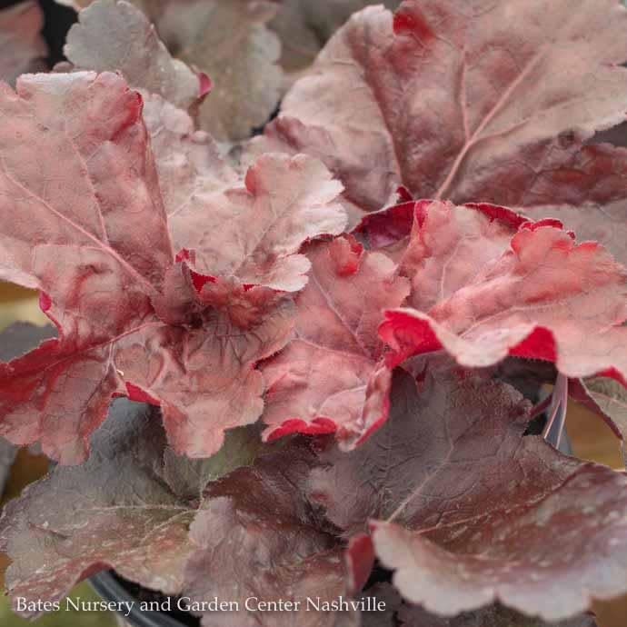 #1 Heuchera x PW Primo &#39;Mahogany Monster&#39;/ Coral Bells