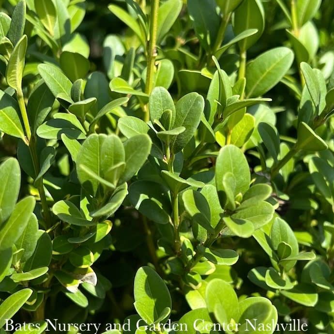 Topiary 3 Ball Poodle #6 Buxus x Green Mountain/ Boxwood