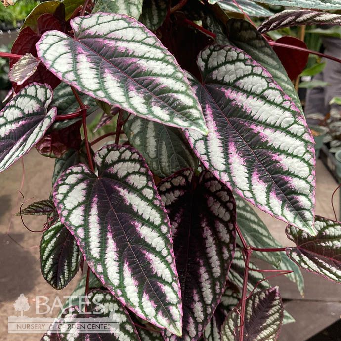 8p! Cissus Discolor TRELLIS  /Rex Begonia Vine /Tapestry Vine /Tropical