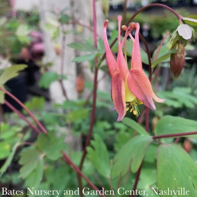 #1 Aquilegia canadensis/ Red Wild Columbine Native (TN)