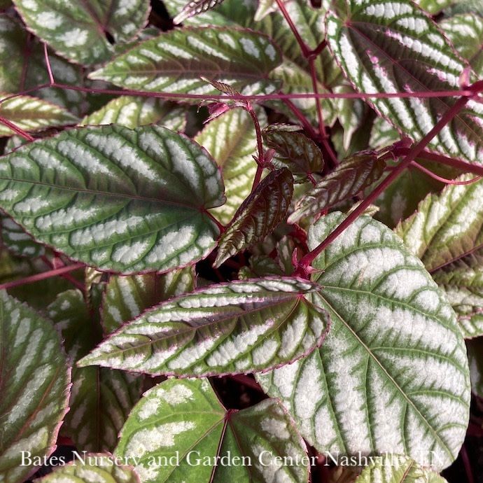 8p! Cissus Discolor TRELLIS  /Rex Begonia Vine /Tapestry Vine /Tropical