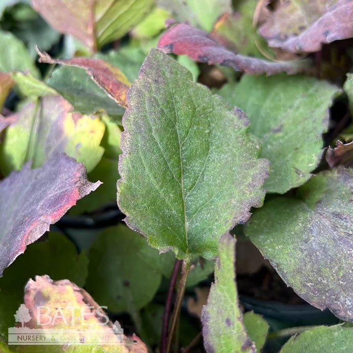 #1 Eurybia macrophylla AB/ Big-leaved Aster Native (TN)