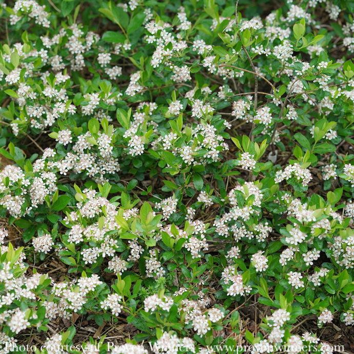 #3 Aronia melano PW Ground Hug/ Dwarf Black Chokeberry Native (TN)