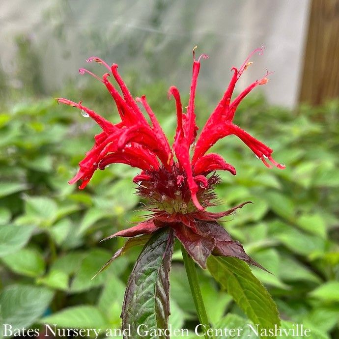 #1 Monarda did Jacob Cline AB/ Red Beebalm Native (TN)