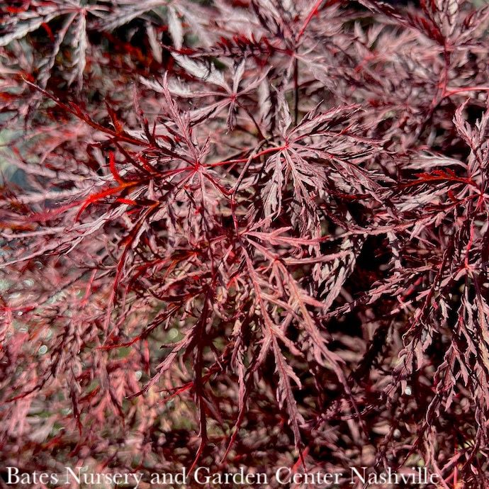 #10 Acer pal var diss Red Dragon/ Dwarf Red Weeping Japanese Maple