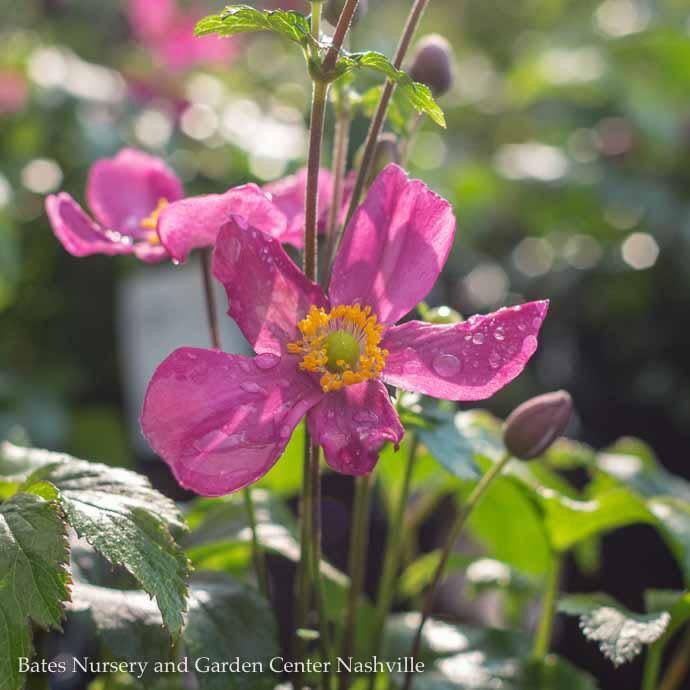 #1 Anemone Fantasy Red Riding Hood/ Pink Japanese