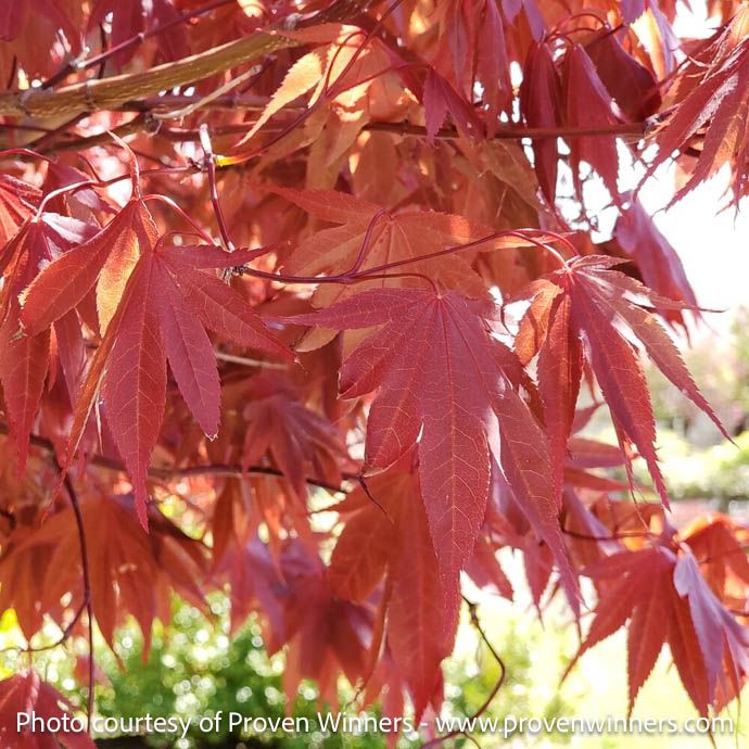 #7 Acer pal PW Samurai Sword/ Red Upright Japanese Maple