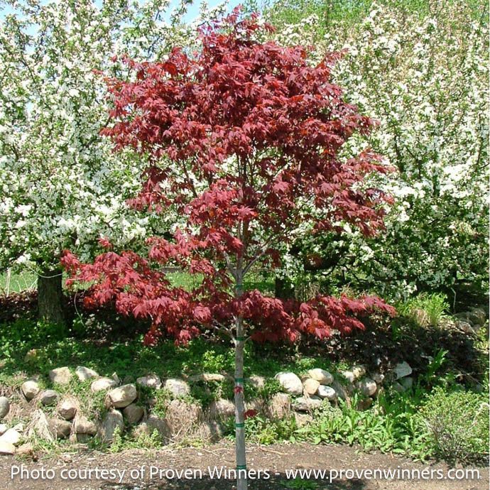 #7 Acer pal PW Samurai Sword/ Red Upright Japanese Maple