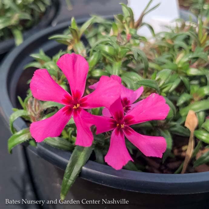 #1 Phlox sub AB Scarlet Flame/ Red Creeping Native (TN)