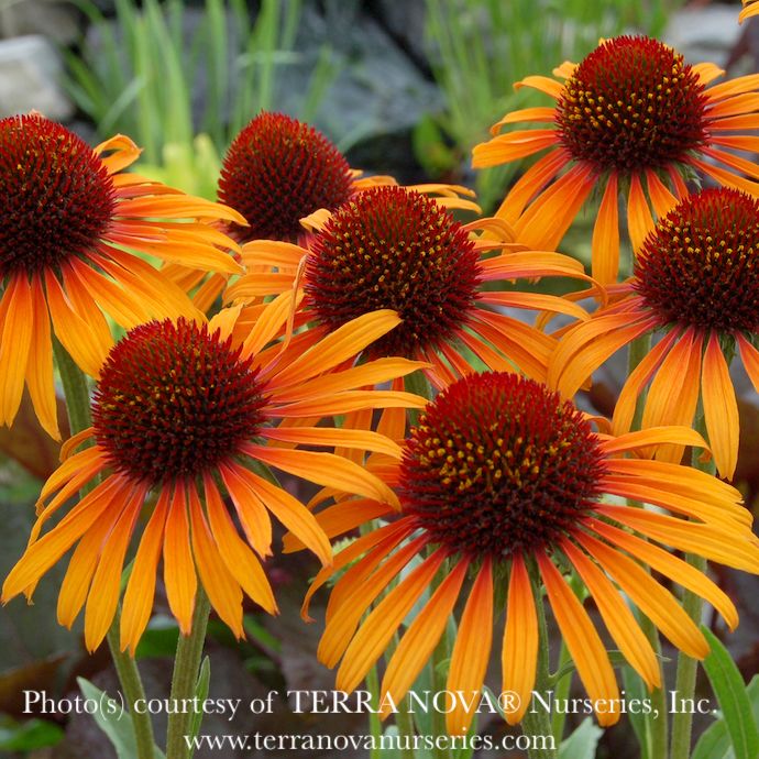 #1 Echinacea x Flame Thrower/ Coneflower