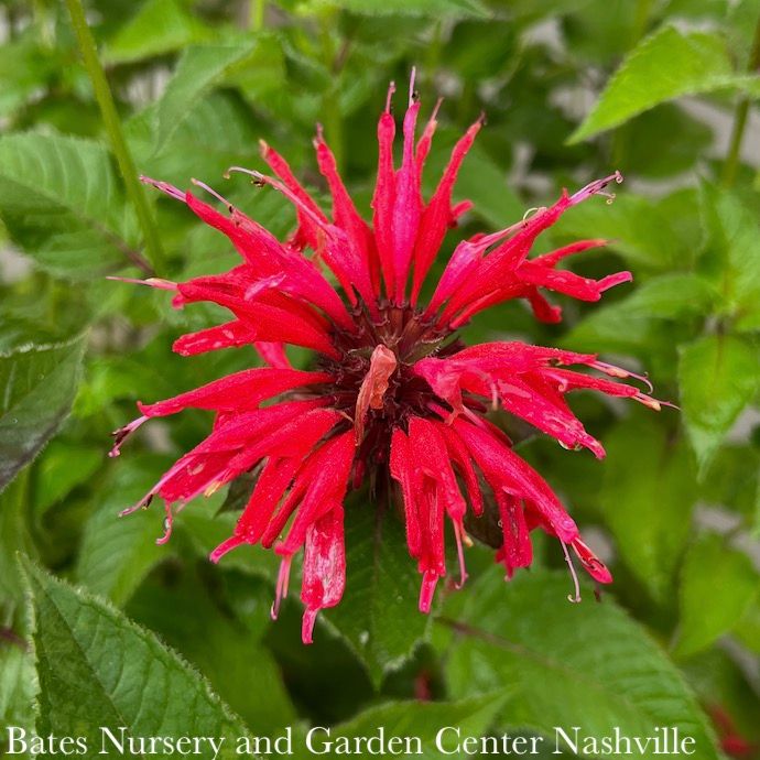 #1 Monarda x Gardenview Scarlet/ Red Beebalm
