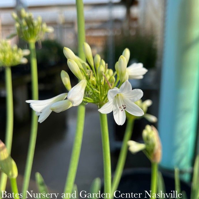 #1 Agapanthus Galaxy White/ Lily of the Nile