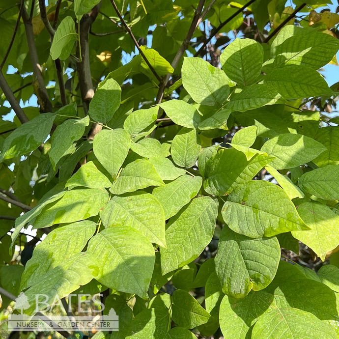 #7 Cladrastis kentukea/ American Yellowwood Native (TN)