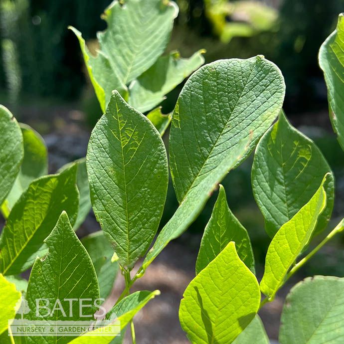 #7 Cladrastis kentukea/ American Yellowwood Native (TN)