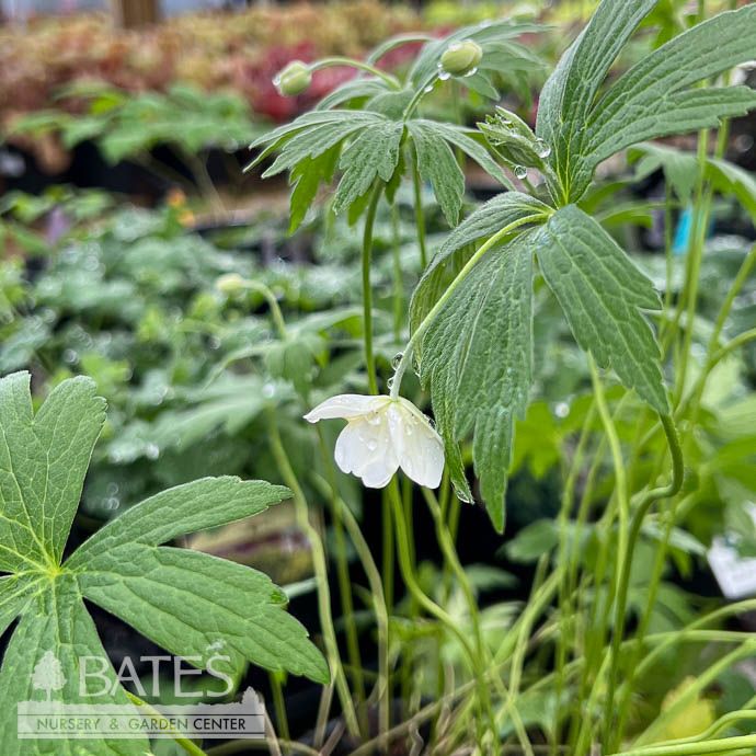 #1 Anemone canadensis AB / Windflower  Native (TN)