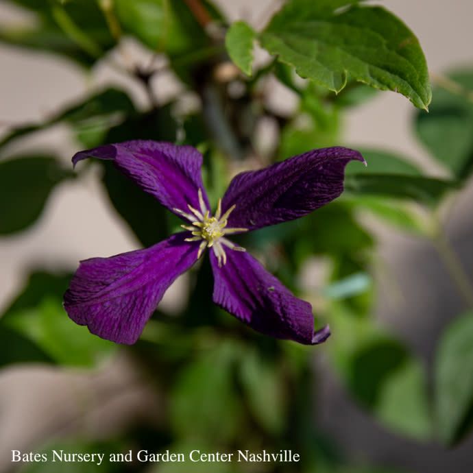 #1 Clematis x Jackmanii SUPERBA/ Dark Purple
