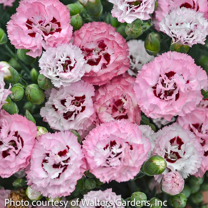 #1 Dianthus Appleblossom Burst/ Cheddar Pinks