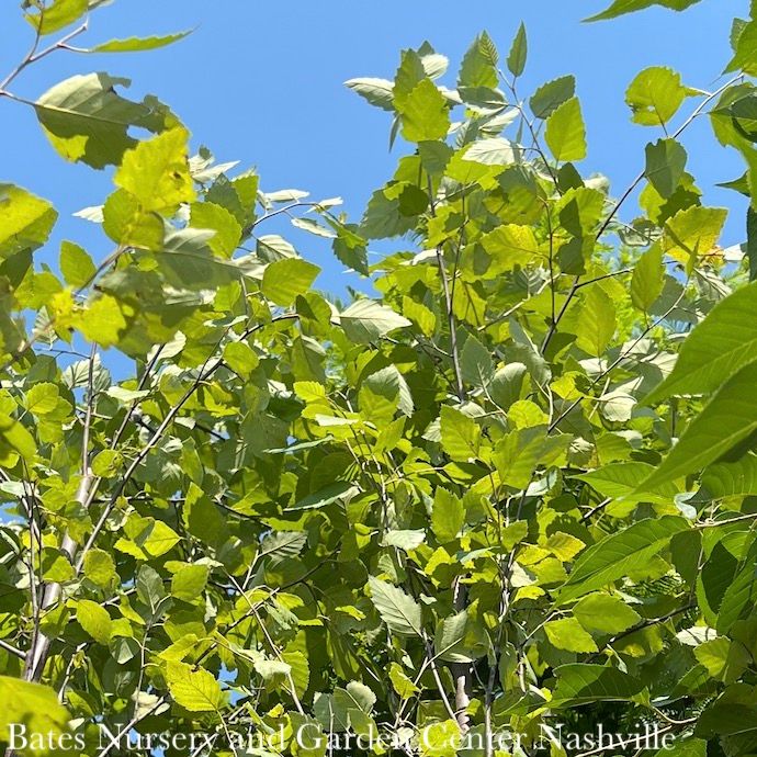 #7 SINGLE Betula nigra Heritage/ River Birch Native (TN)