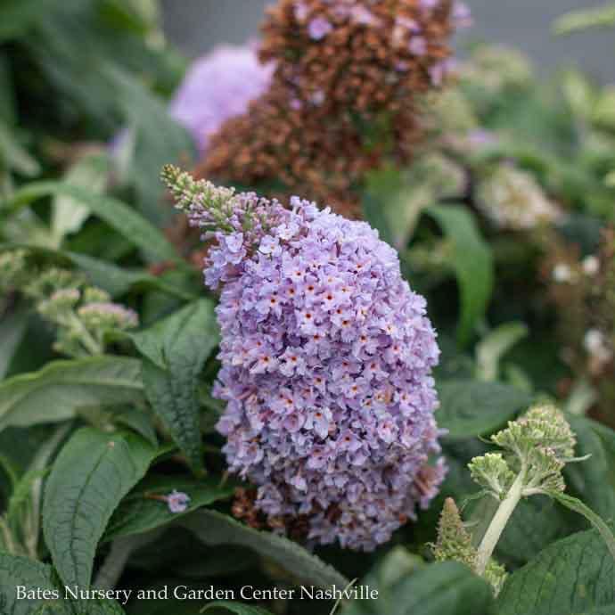 #1 Buddleia x PW Pugster Amethyst/ Dwarf Butterfly Bush