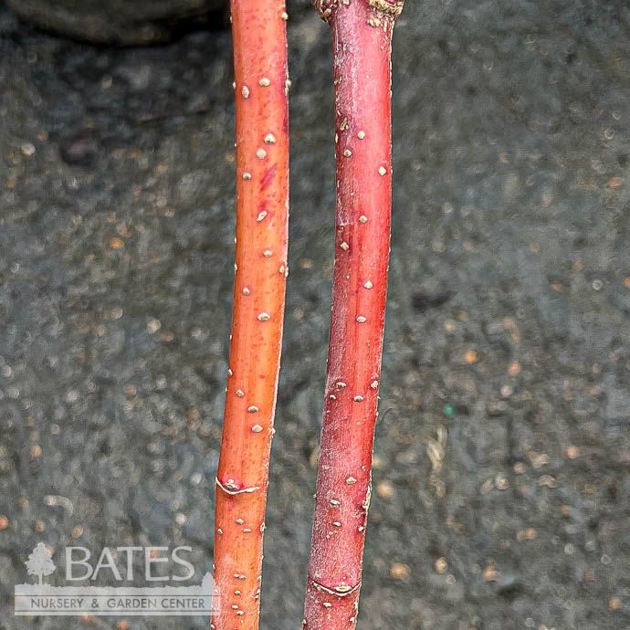 #3 Cornus alba Prairie Fire/ Golden Tatarian Red Twig Dogwood