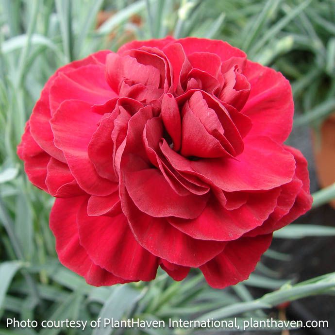 #1 Dianthus x Scent First &#39;Passion&#39;/ Red Cheddar Pinks