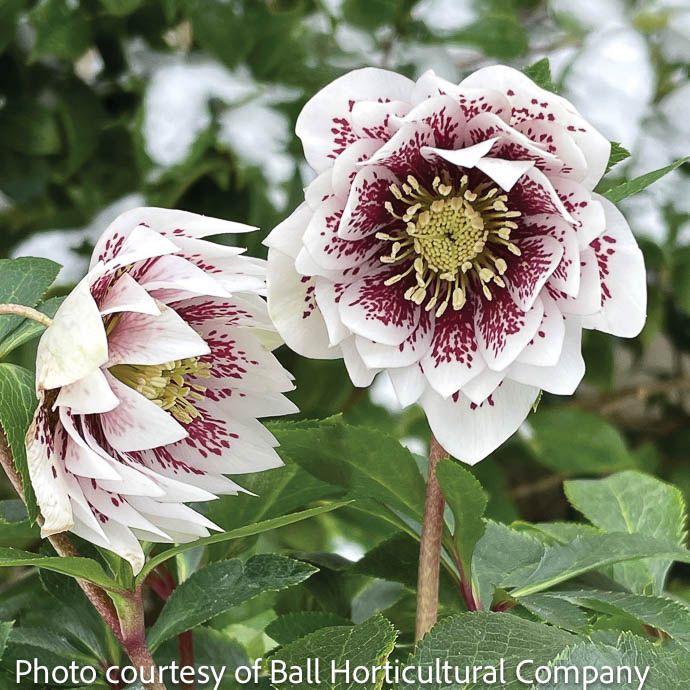 #1 Helleborus North Star &#39;Ruby Heart&#39;/ Lenten Rose