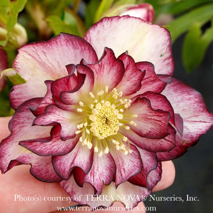 #1 Helleborus North Star &#39;Garnet Frills&#39;/ Lenten Rose