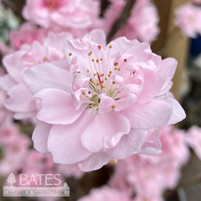 #10 Prunus persica Corinthian Pink/ Double  Flowering Peach