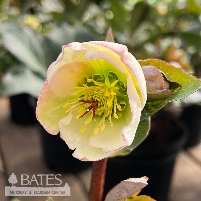 #1 Helleborus Frostkiss &#39;Moondance&#39;/ White Lenten Rose